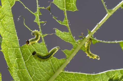 sawflies larvae track leaf damage