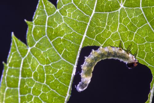 sawflies larvae caterpillar leaf damage