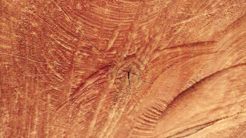 sawn wood log