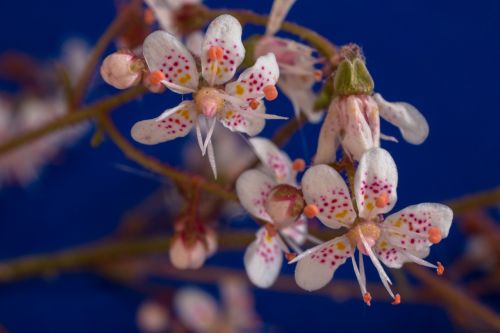 saxifraga cuneifolia keilblättriger saxifrage flowers