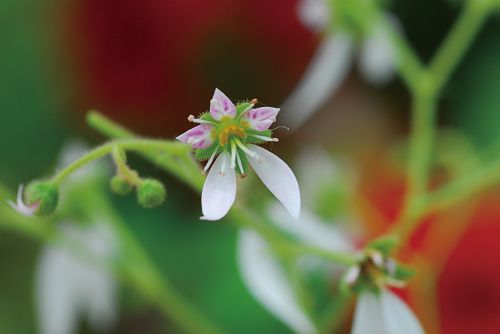 saxifrage plants flowers
