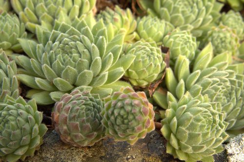 saxifrage  succulent  alpine