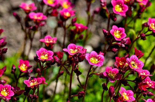 saxifrage  flowers  plant