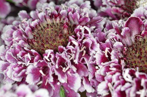 scabiosa schnittblume purple