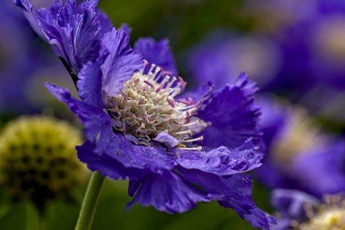 scabiosa  dipsacaceae  flower