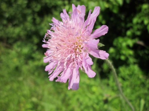 scabiosa columbaria wildflower flora