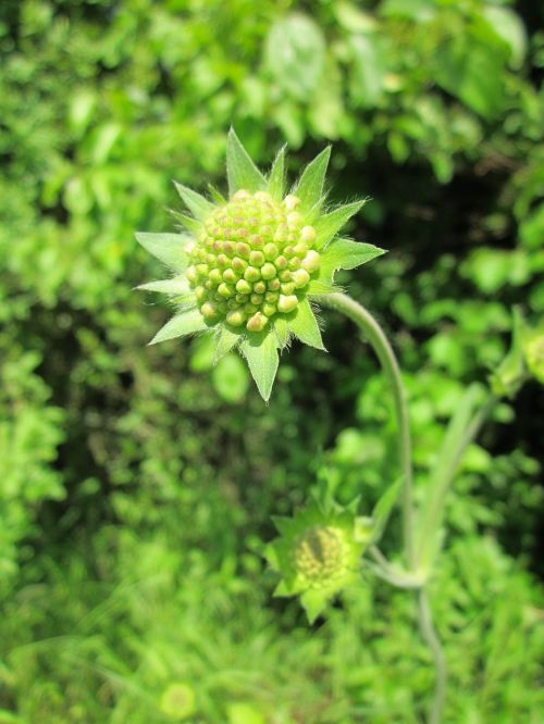 scabiosa columbaria wildflower flora