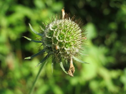 scabiosa columbaria wildflower flora