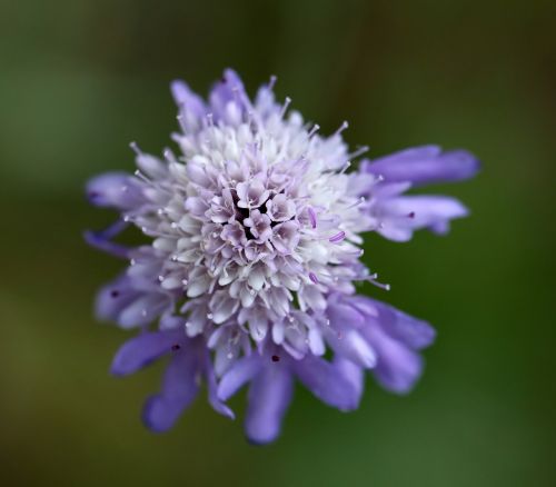 scabious purple blue