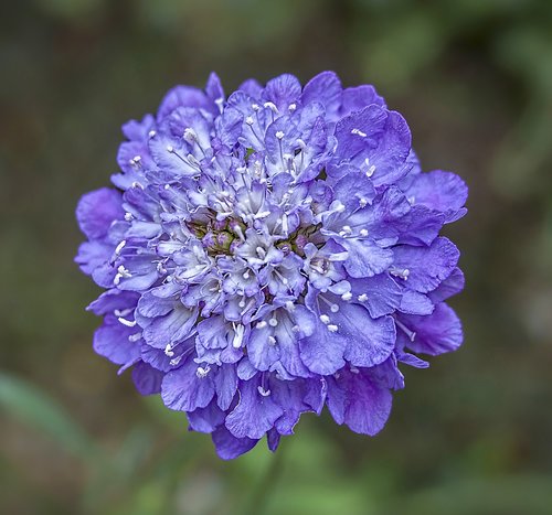 scabious  wildflower  purple