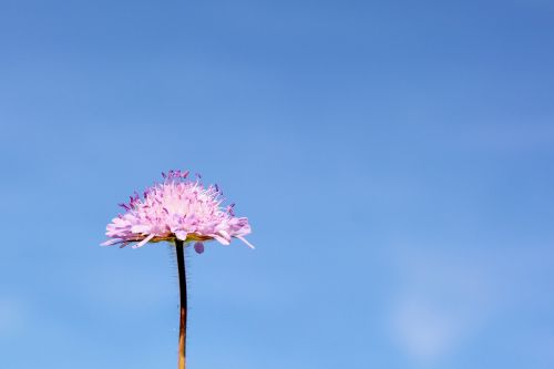 scabious reported shrub blossom