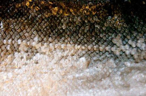 scale fish skin