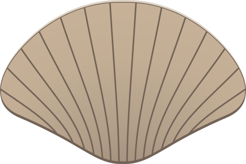 scallop shell mussel