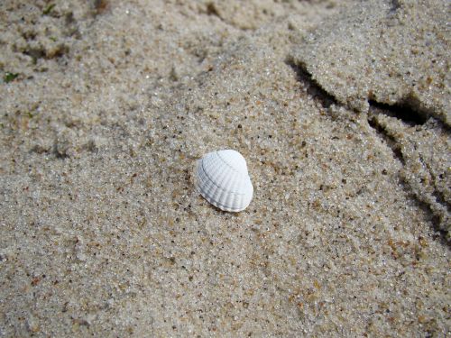 scallop beach sand