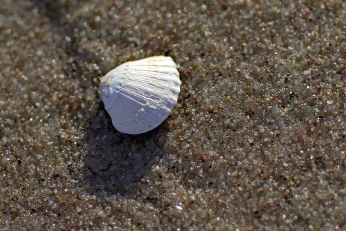 scallop sea sand