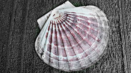 scallop seashell nature