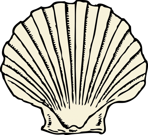 scallop clam shell