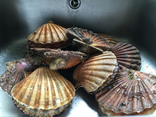 scallops sink stainless
