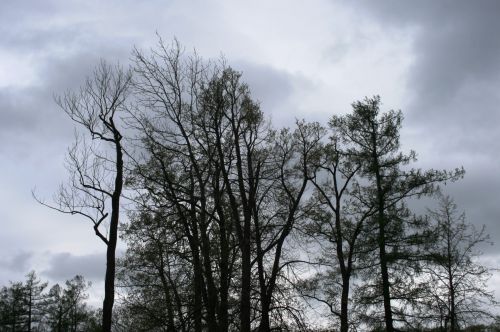 Scantily Clad Trees And Grey Sky