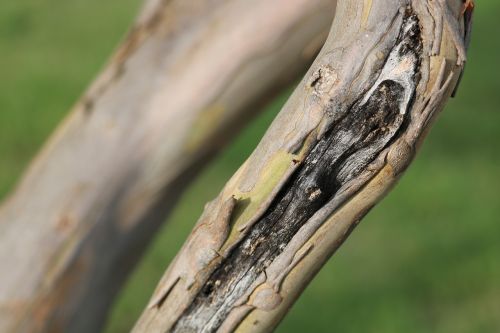 scar tree limb
