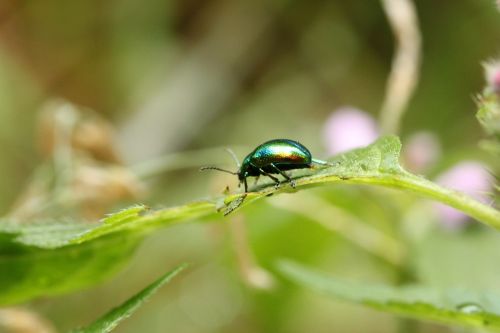 scarab color green