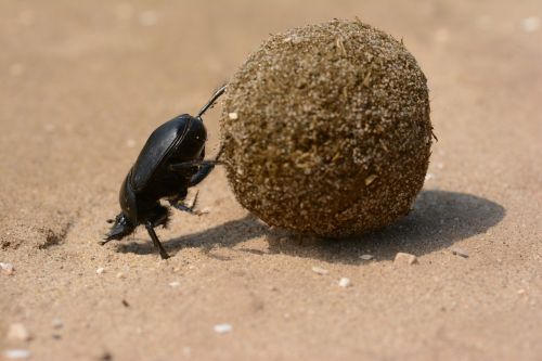 scarab beetle god