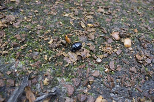 scarab insect leaf