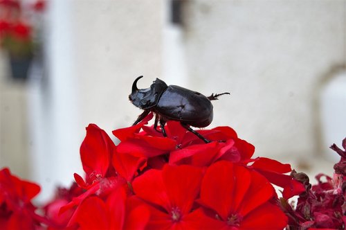 scarab  rhinoceros  flower