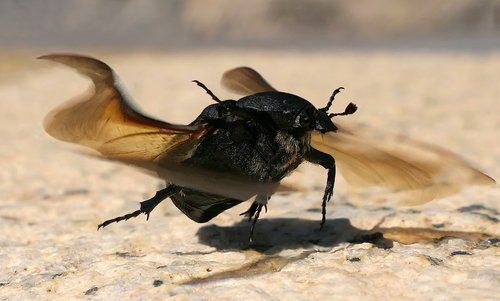 scarab  géoteope  beetle