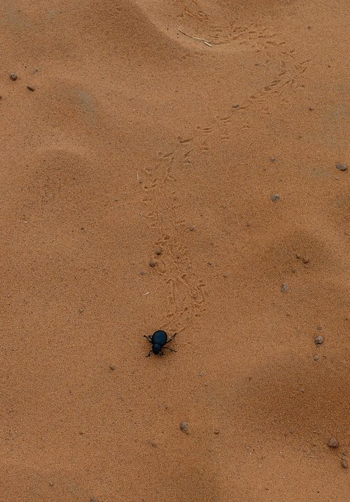 scarab  beetle  desert