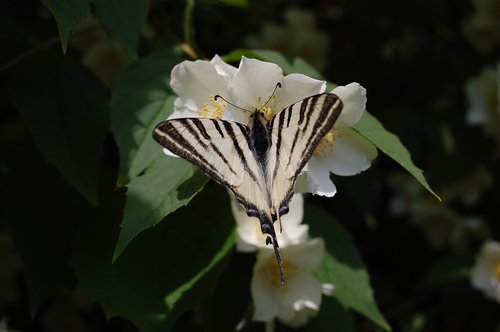 scarce swallowtail  butterfly  nature