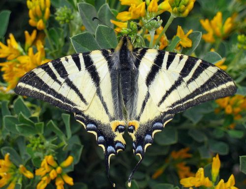 scarce swallowtail butterfly iphiclides podalirius