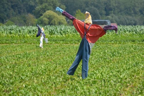 scarecrow deterrent field