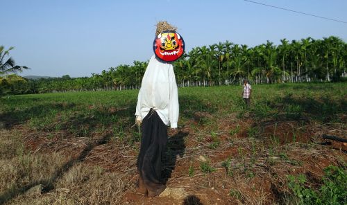 scarecrow plantation areca nut