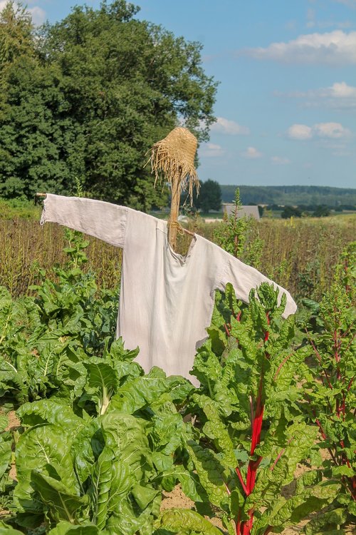 scarecrow  birds  vegetable field