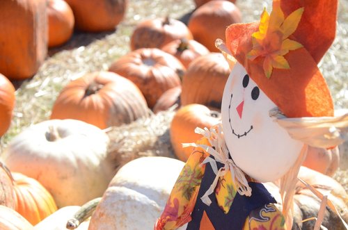 scarecrow  pumpkins  pumpkin