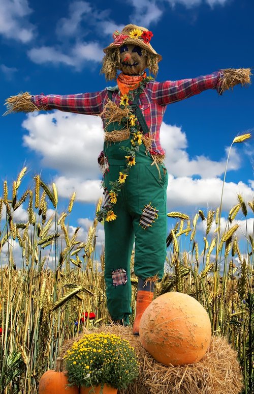 scarecrow  grain  field