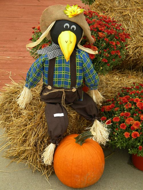 scarecrow fall autumn