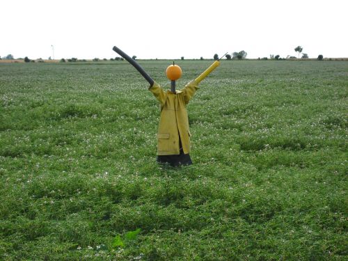 scarecrow field woman of straw