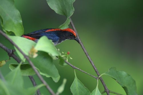 scarlet-backed flowerepecker bird dicaeum cruentatum
