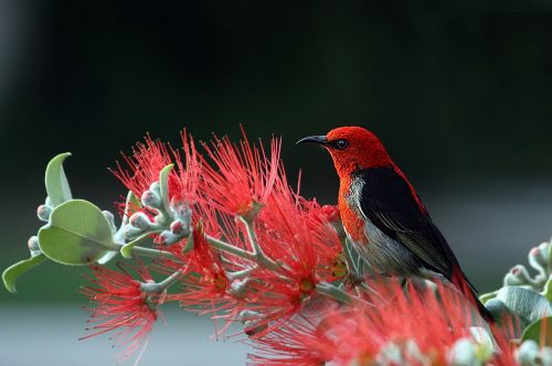 scarlet honeyeater bird red