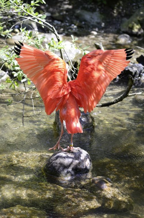 scarlet ibis bird red