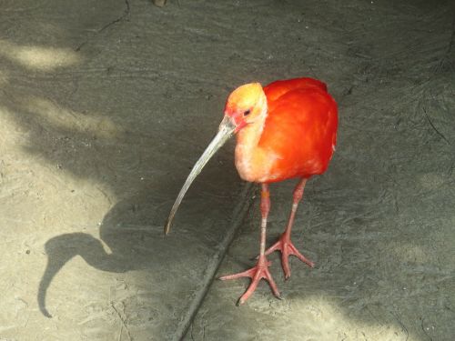 scarlet ibis animal beak