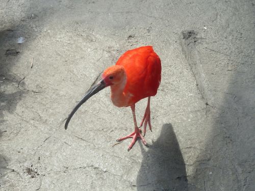 scarlet ibis bird fly