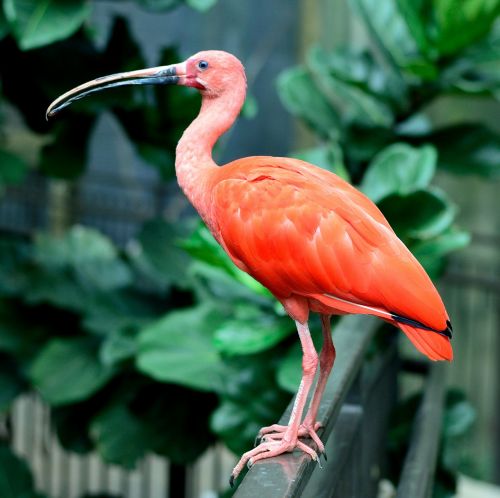 scarlet ibis bird fly