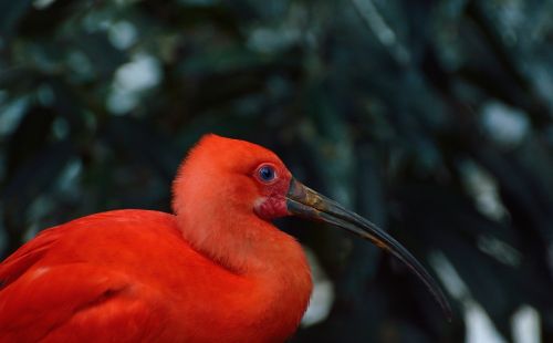 scarlet ibis blue eyes bird