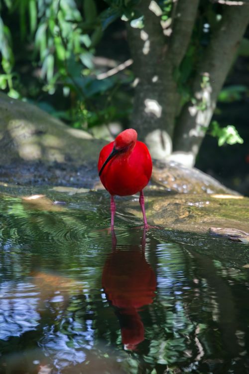 scarlet ibis ibis red