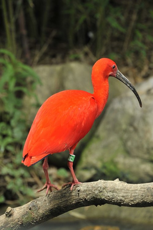 scarlet ibis  eudocimus ruber  plumage