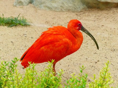 scarlet ibis bird red