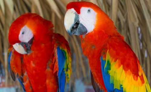 scarlet macaw guacamayas macaws